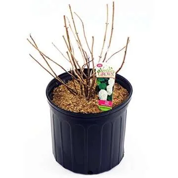 Hydrangea arb. 'Annabelle' - Smooth Hydrangea Shrub with Big Blooms