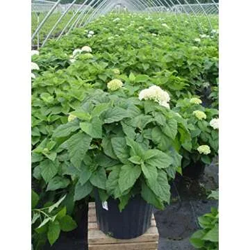 Hydrangea arb. 'Annabelle' - Smooth Hydrangea Shrub with Big Blooms