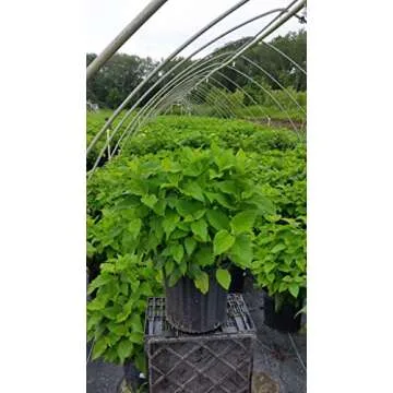 Hydrangea arb. 'Annabelle' - Smooth Hydrangea Shrub with Big Blooms