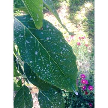 IV Organic 3-in-1 Plant Guard - Organic Plant Protection