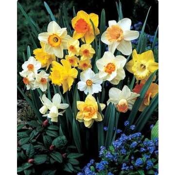 60 Days of Daffodils 25 Bulbs - Blooms February Thru April - 12/14 cm Bulbs