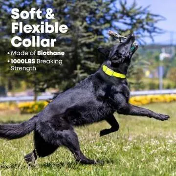 Durable Waterproof Dog Collar for All Sizes - Regal Products