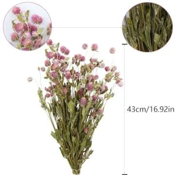 CISDUEO Dried Flower Pink Globe Amaranth Dried Flowers Bundles Natural Dried Flowers Bouquet for Wed...