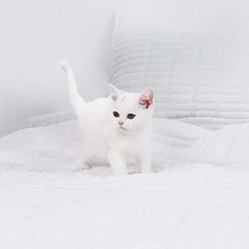 PHF Seersucker Quilt Set Full/Queen Size, Drop Nicely, 3PCS Washed Soft Bedspread, Modern Stylish for All Season, 1 Lightweight Textured Stripe Coverlet and 2 Pillow Cases, White