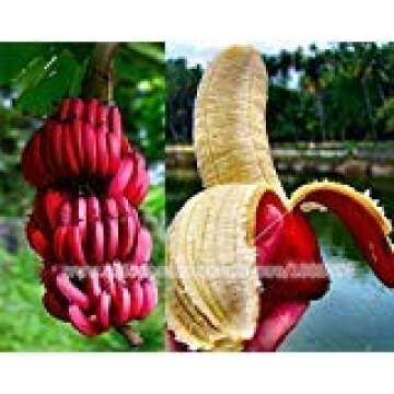 50 PCS Very Rare red Banana Seeds, Outdoor Perennial Interesting Plants,Milk Taste, Delicious Fruit ...