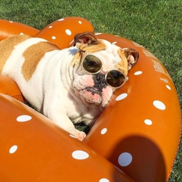 Swimline Giant Pretzel Float for Pool Fun and Relaxation