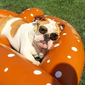 Swimline Giant Pretzel Float for Pool Fun and Relaxation