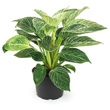 Birkin Philodendron in 6 Inch Pot for Indoor Plants Live Houseplants, Office Plants, Easy Plant Gift...