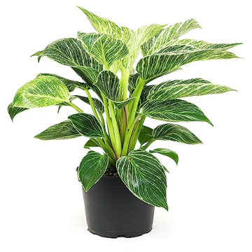 Birkin Philodendron Plant in 6 Inch Pot - Ideal Indoor Gift