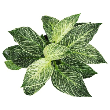 Birkin Philodendron Plant in 6 Inch Pot - Ideal Indoor Gift