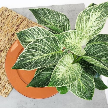 Birkin Philodendron Plant in 6 Inch Pot - Ideal Indoor Gift