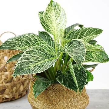 Birkin Philodendron Plant in 6 Inch Pot - Ideal Indoor Gift