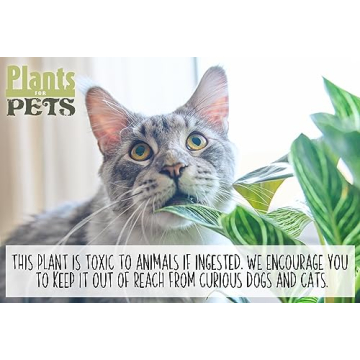 Birkin Philodendron Plant in 6 Inch Pot - Ideal Indoor Gift