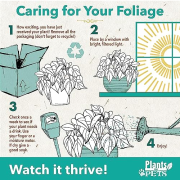 Birkin Philodendron Plant in 6 Inch Pot - Ideal Indoor Gift