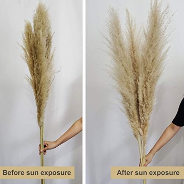 48" Pampas Grass for Elegant Wedding and Home Decor