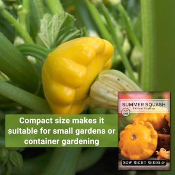 Sow Right Seeds Yellow Scallop Squash Seeds - Tasty