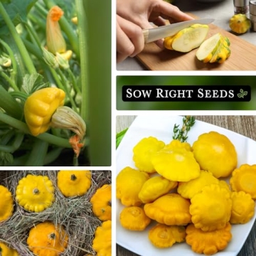 Sow Right Seeds Yellow Scallop Squash Seeds - Tasty