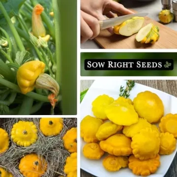 Sow Right Seeds Yellow Scallop Squash Seeds - Tasty