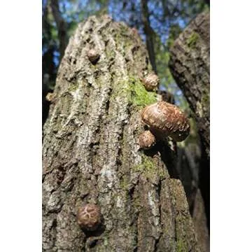 Gourmet Japanese Dried Shiitake Donko Mushrooms 70g