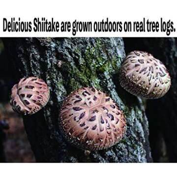 Japanese Dried Shiitake DONKO, 25-42mm, 70g