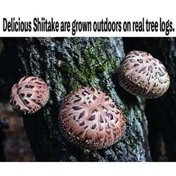 Gourmet Japanese Dried Shiitake Donko Mushrooms 70g