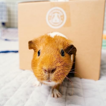 GuineaDad Crunchy Condo Hideout | Safe Chewable Fun for Guinea Pigs