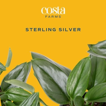 Costa Farms Sterling Silver Plant - Stylish & Low Maintenance