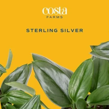Costa Farms Sterling Silver Plant - Stylish & Low Maintenance