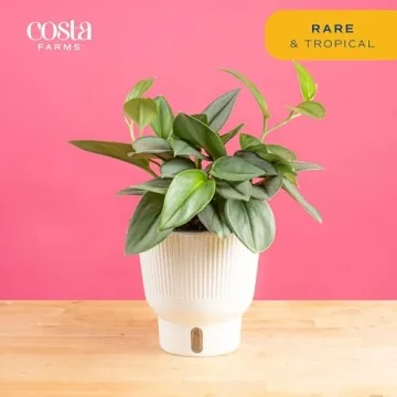 Costa Farms Sterling Silver Plant - Stylish & Low Maintenance