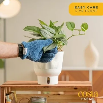 Costa Farms Sterling Silver Plant - Stylish & Low Maintenance