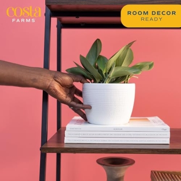 Costa Farms Sterling Silver Plant - Stylish & Low Maintenance