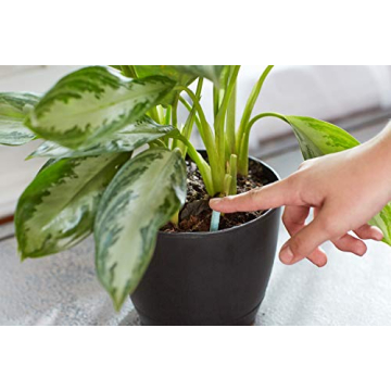 Miracle-Gro Indoor Plant Food Spikes for Lush Houseplants