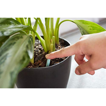 Miracle-Gro Indoor Plant Food Spikes for Lush Houseplants