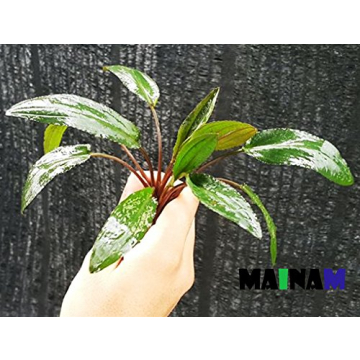 Transform Your Aquarium with Crypt Wendtii Green Aquatic Plants