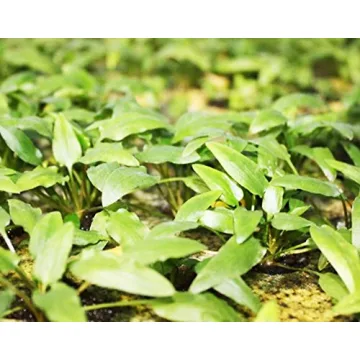 Crypt Wendtii Green Aquatic Plants for every Aquarium