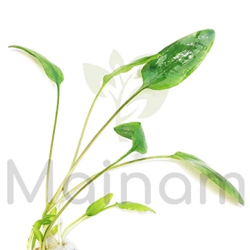 Crypt Wendtii Green Aquatic Plants for every Aquarium