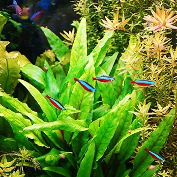 Crypt Wendtii Green Aquatic Plants for every Aquarium