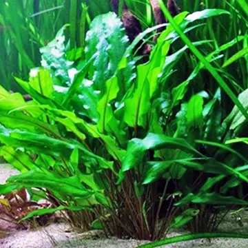 Crypt Wendtii Green Aquatic Plants for every Aquarium