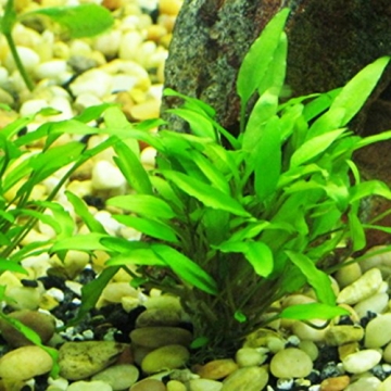 Crypt Wendtii Green Aquatic Plants for every Aquarium