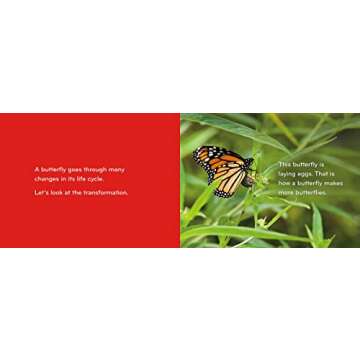 Caterpillar to Butterfly (Science for Toddlers)