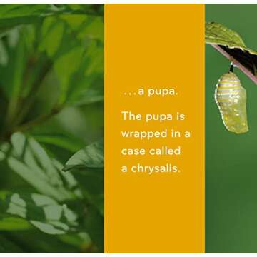 Caterpillar to Butterfly (Science for Toddlers)
