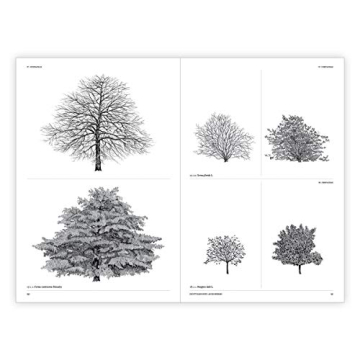 The Architecture of Trees: Stunning Illustrations & Insights