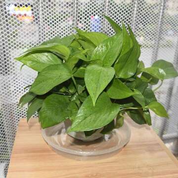 GRESPRI Heavy-Duty Plant Saucer 10 Inches, 6 Packs Clear Pot Saucers for Plants, Plastic Plant Water Trays for Indoor Plants.(8.7 Inch Base)