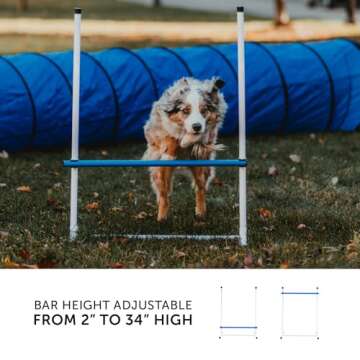 Best Dog Agility Set for Training Adventures