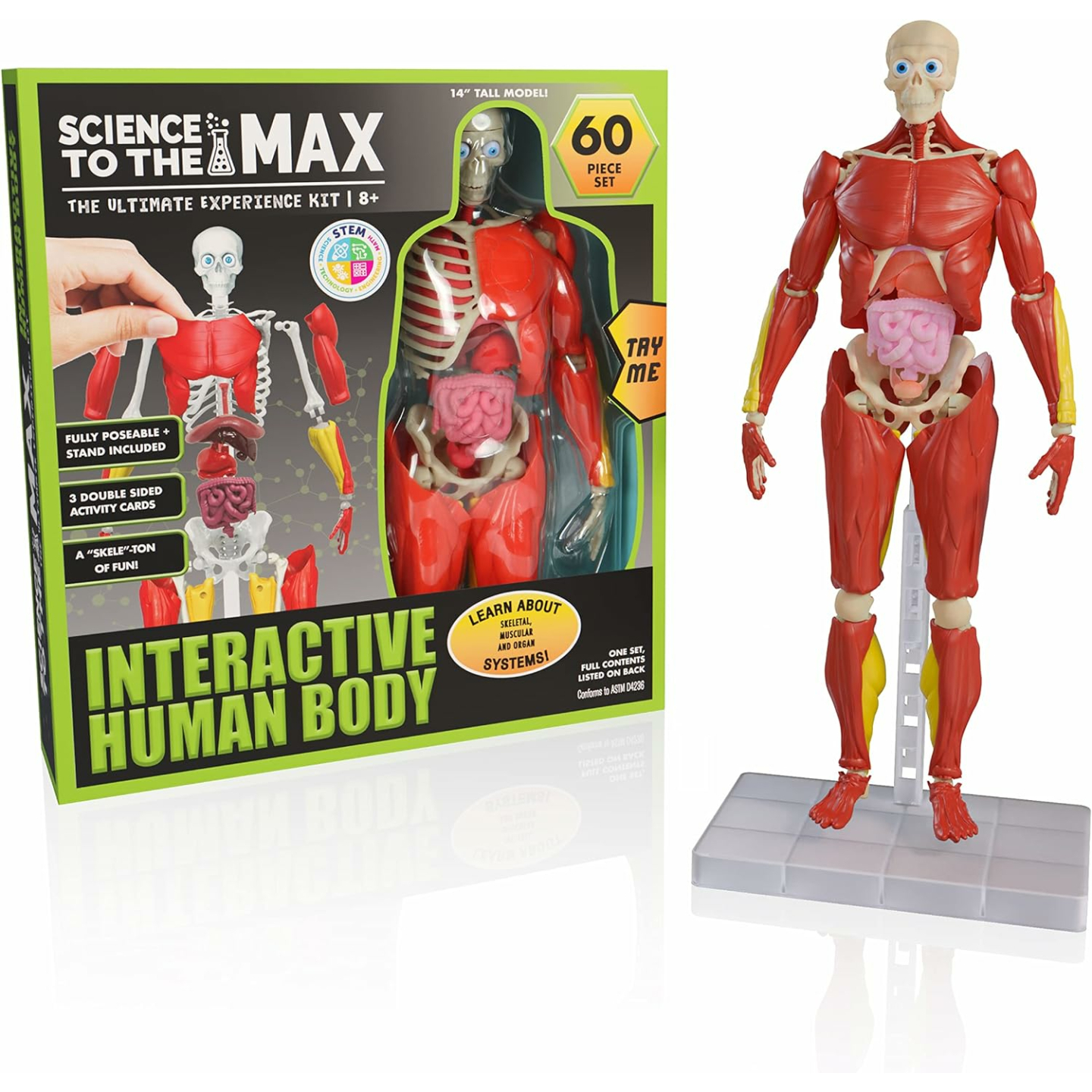 Kids Interactive Anatomy Kit - Fun and Educational