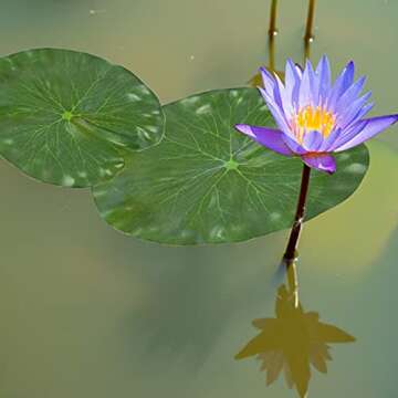 Molain Artificial Lotus Leaves - Premium Floating Lily Pads