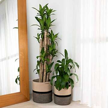OrganiHaus Decorative Plant Basket 12 & 10 inch, Plant Pots for Indoor, Basket Planters for Indoor Plants, Basket for Plants Indoor, Planter Pot Cover, Plant Baskets Indoor, Woven Plant Basket
