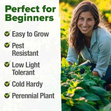 HOME GROWN Peppermint Seeds Pack – 2,370 Non-GMO, Heirloom Mint Seeds for Planting. Grow Peppermint Plants in Your Herb Garden Indoors or Outdoors (Mentha × piperita)