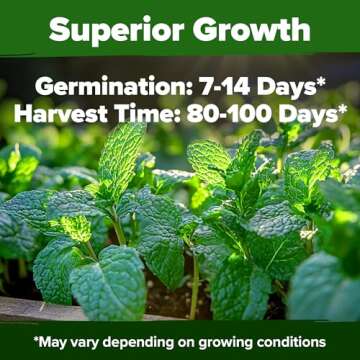 HOME GROWN Peppermint Seeds Pack – 2,370 Non-GMO, Heirloom Mint Seeds for Planting. Grow Peppermint Plants in Your Herb Garden Indoors or Outdoors (Mentha × piperita)