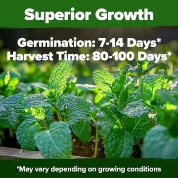 HOME GROWN Peppermint Seeds Pack – 2,370 Non-GMO, Heirloom Mint Seeds for Planting. Grow Peppermint Plants in Your Herb Garden Indoors or Outdoors (Mentha × piperita)